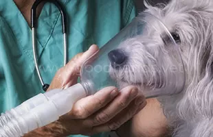 Анестезия в ветеринарной клинике «в Добрые Руки»